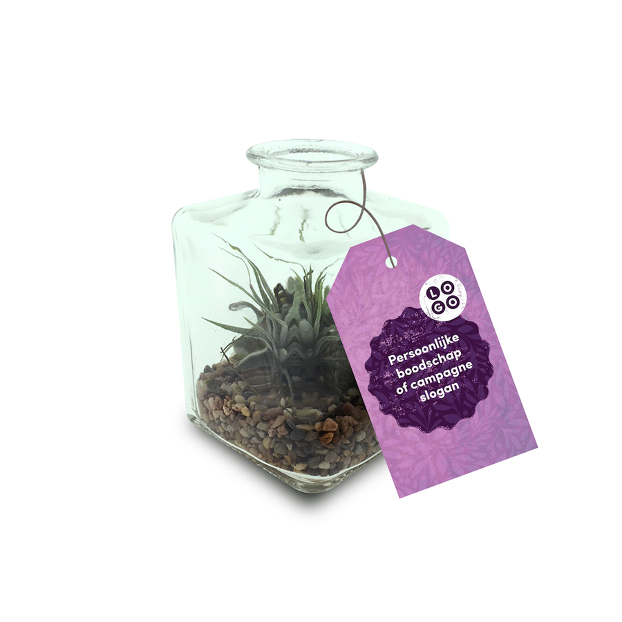 Airplant small