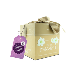 Amaryllis in luxe verpakking